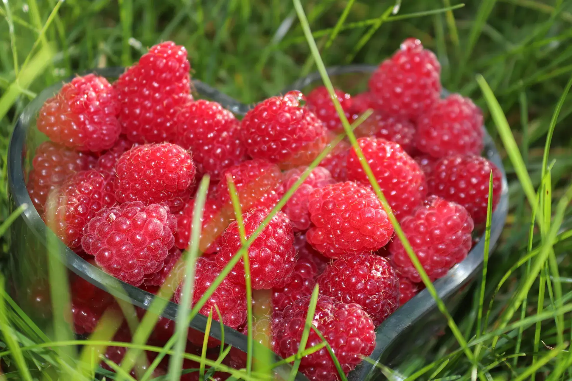 Fresh raspberries for a nutritious diet