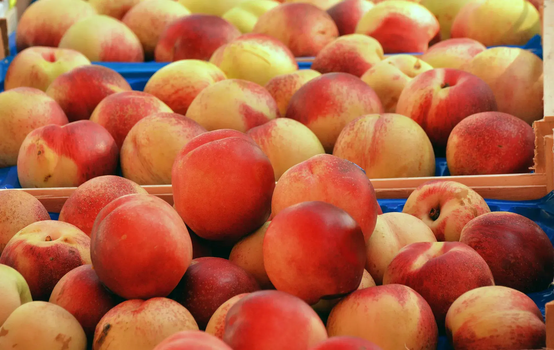 Fresh peaches rich in vitamins
