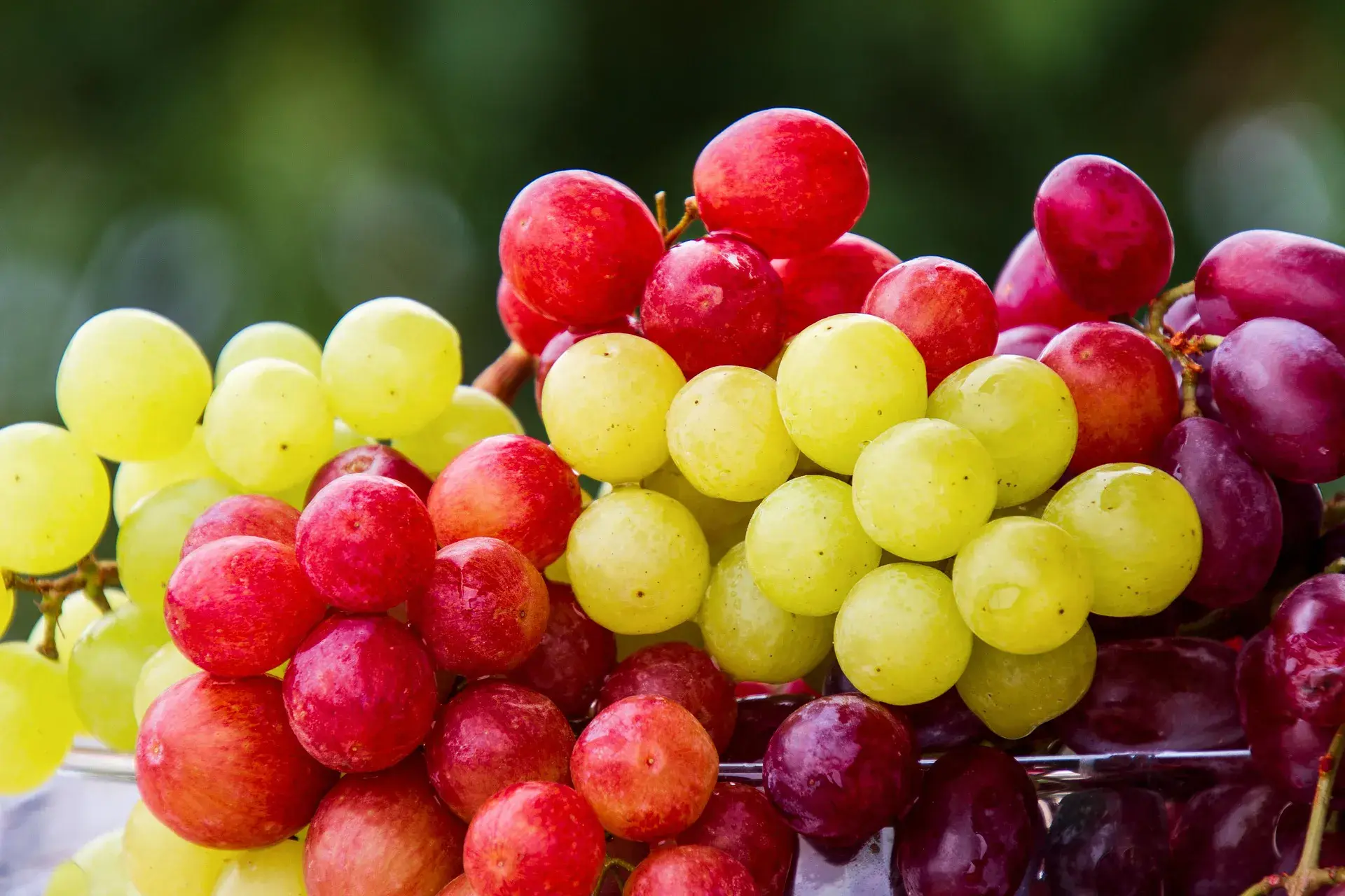 Grapes a high-fiber fruit